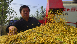中央一號(hào)文件聚焦糧食生產(chǎn)，多措并舉提高大豆和油料產(chǎn)能