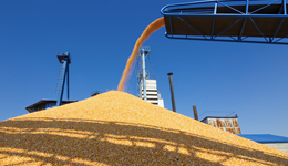 俄乌局势影响玉米进口，猪饲料会否因此涨价？