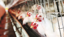 养猪、养鸡“双轮驱动”却“双轮都废”，益生股份将何去何从？