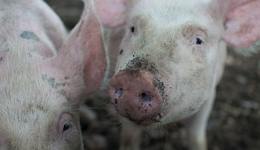 華統(tǒng)股份業(yè)績(jī)大變臉