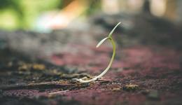 TCL电子，没有“第二春”？