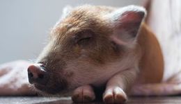 生猪板块“抢跑”，“猪周期”拐点将现？业内人士提醒：别“误判”，去产能才刚开始