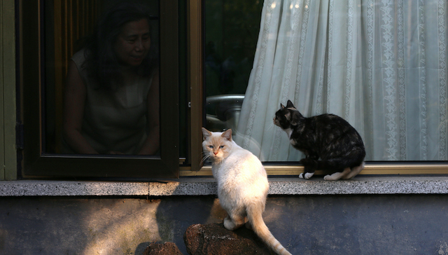 绝症猫传腹的唯一希望“441”，却只能通过地下交易买到|健康315