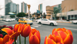 上海靜安將在大型商圈、社區(qū)投放100余品種共150萬株郁金香