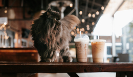 常點(diǎn)外賣的年輕人，逃不過山寨奶茶