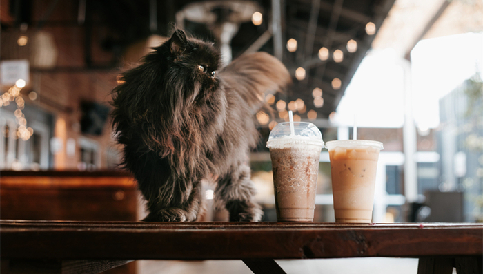 奶茶,山寨品牌,政府监管