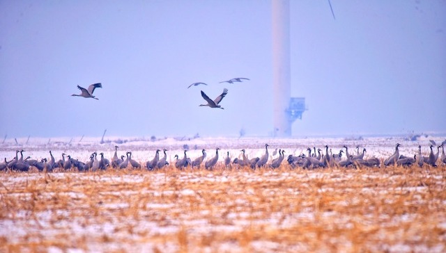松山国家级自然保护区,震旦鸦雀,青头潜鸭,常见种,栖息地保护,受威胁程度,指示物种,野生动植物保护,