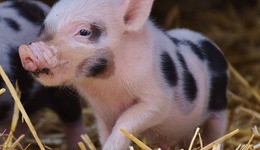 猪企深陷亏损螺旋