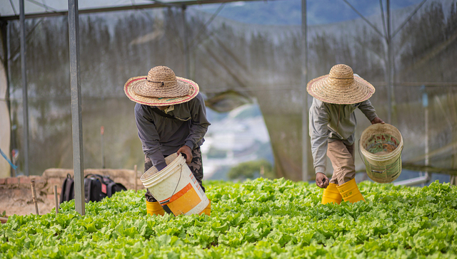 磷化工龙头云天化净利涨12倍，半年市值跌超250亿，劵商鼓吹下能否重回巅峰？