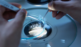 VC圍獵合成生物