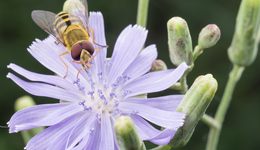 植树节 | 想在城市里观察自然？给你一点简单实用的建议