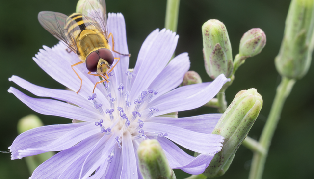 植树节 | 想在城市里观察自然？给你一点简单实用的建议