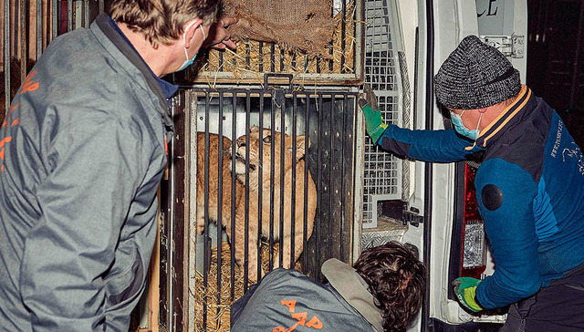 【图集】躲避战火，撤离家园：动物们寻找避难之地