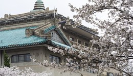 地方新聞精選 | 武漢大學櫻花開放期間校園封控不開放 上海首家地方消費者權(quán)益保護基金會成立