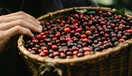 咖啡市場(chǎng)如此火爆，種咖啡前景幾何？