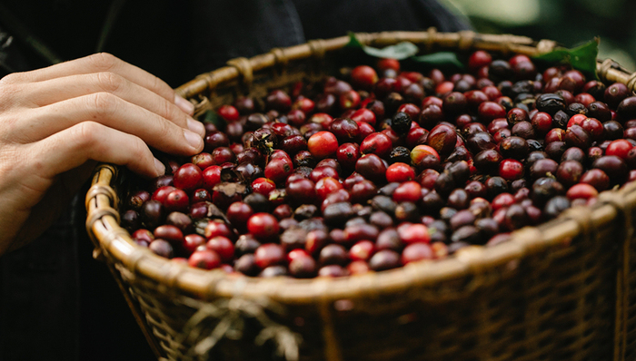 咖啡豆,消费潜力,市场转型