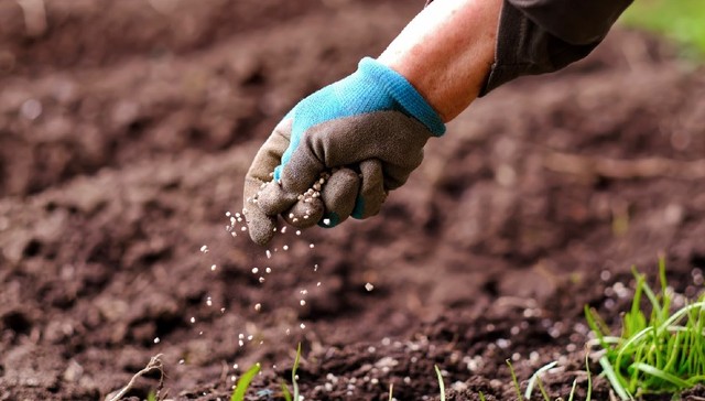 国际氮肥价格创新高，国内市场如何？
