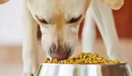 中國(guó)狗狗不愛“中國(guó)菜”？