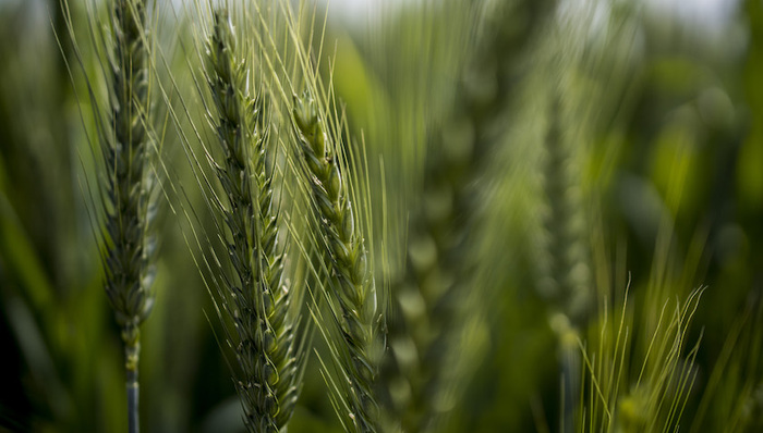 乌克兰危机还在持续，粮食危机已在路上丨数据说话