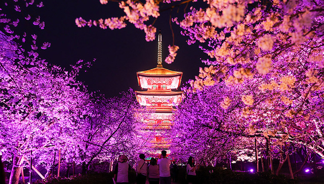 【图集】“赏花经济”激活春季消费，“夜游”成新玩法