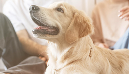 新瑞鵬，買出來的寵物醫(yī)療帝國