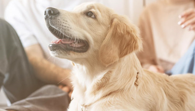 投资,消费,宠物经济,宠物医院,新瑞鹏