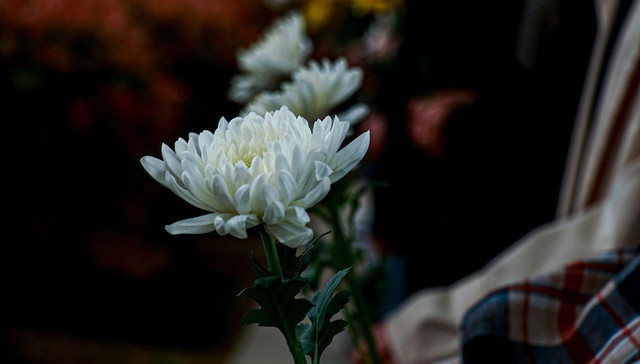 上海,清明节,祭扫,扫墓,疫情,落葬