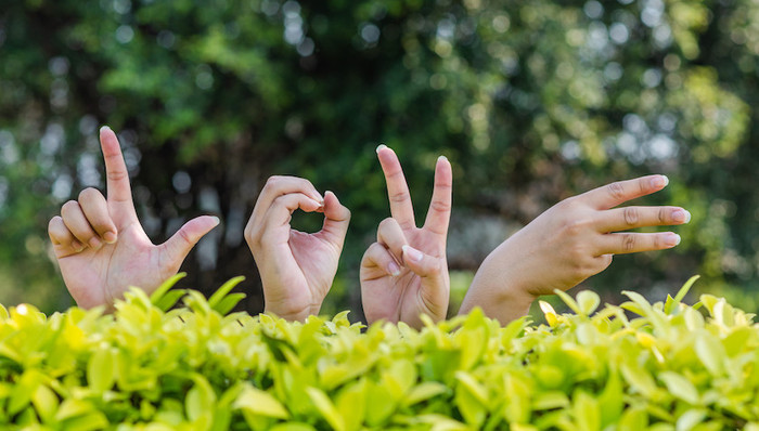 上海,疫情防控发布会,直播,手语,翻译,疫情,上海残联