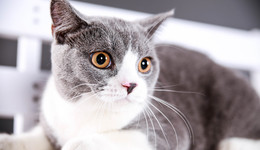 800元的柴犬、500元的布偶猫，我来到了宠物们的“人间炼狱”