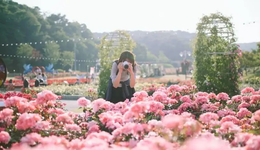 99朵玫瑰不再俘獲“少女心”？輕量化鮮花消費(fèi)時(shí)代來了