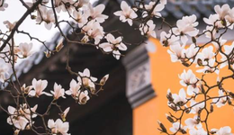 朋友圈刷屏，夜游、露營“蹭熱度”，賞花經(jīng)濟(jì)如何“四季如春”？