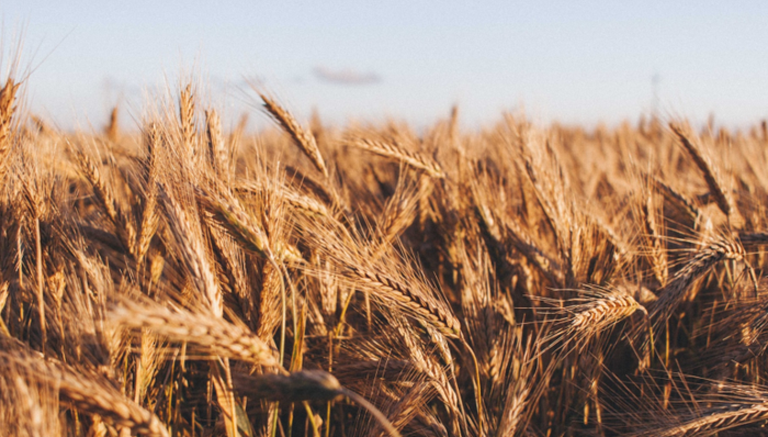 原料生产,农业,种业发展