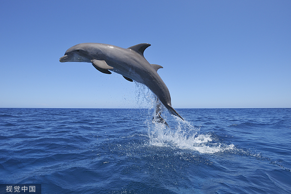 膜法世家回应“海豚广告”争议，以动物为创意也有边界