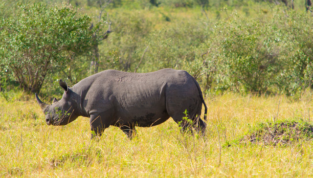 世界银行野生动物保护债券 (WCB)发行募集资金1.5亿美元，用于支持可持续发展项目