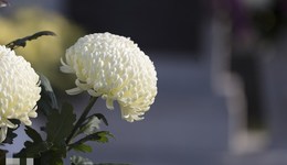 地方新聞精選 | 陜西首次推出公益性海葬服務 貴州去年常住人口減少6萬人