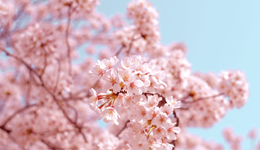 誰在向年輕人販賣春天？