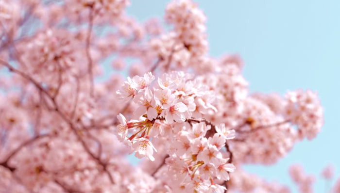 营销,季节限定,产品创新