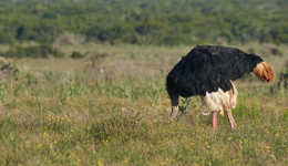 有赞二度裁员，白鸦变“鸵鸟”？