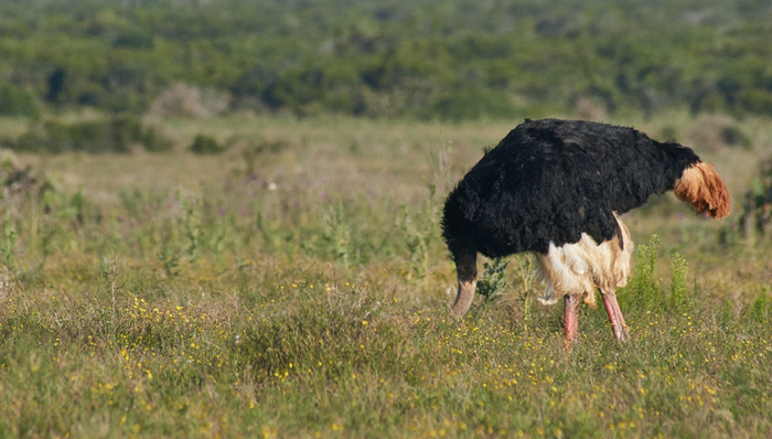 有赞,商业模式,业绩,白鸦,私有化,港股IPO