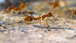 2021年全國534個縣發(fā)生紅火蟻疫情，傳播勢頭仍未全面遏制