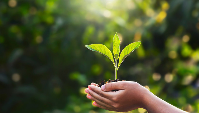 上海抗疫|守护市民“菜篮子”，绿叶菜成本价格指数保险为农户托底