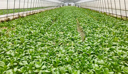 為城市“宅家”的你請放心，“菜籃子”由他們日夜不歇在守護