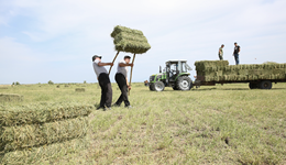 飼料成本不斷上漲，現(xiàn)代牧業(yè)決定自己搞定