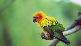 “兩高”發(fā)布司法解釋：野生動(dòng)物犯罪不再唯數(shù)量論