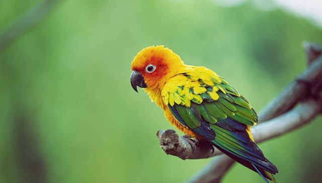 “两高”发布司法解释：野生动物犯罪不再唯数量论