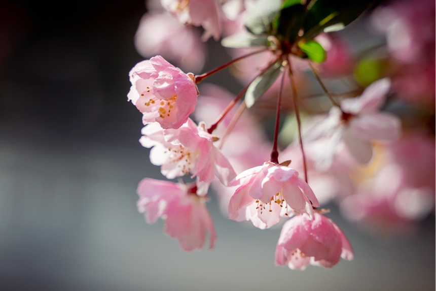 春到汝阳，繁花似锦。康向东摄