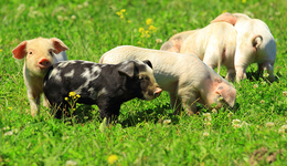 最慘豬周期下，飼料龍頭海大集團(tuán)增收不增利，“頂流”劉彥春被套