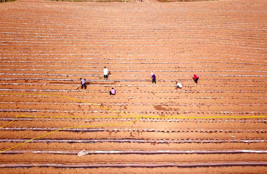 农民在农田辛勤劳作，种植金丝皇菊。康红军 摄