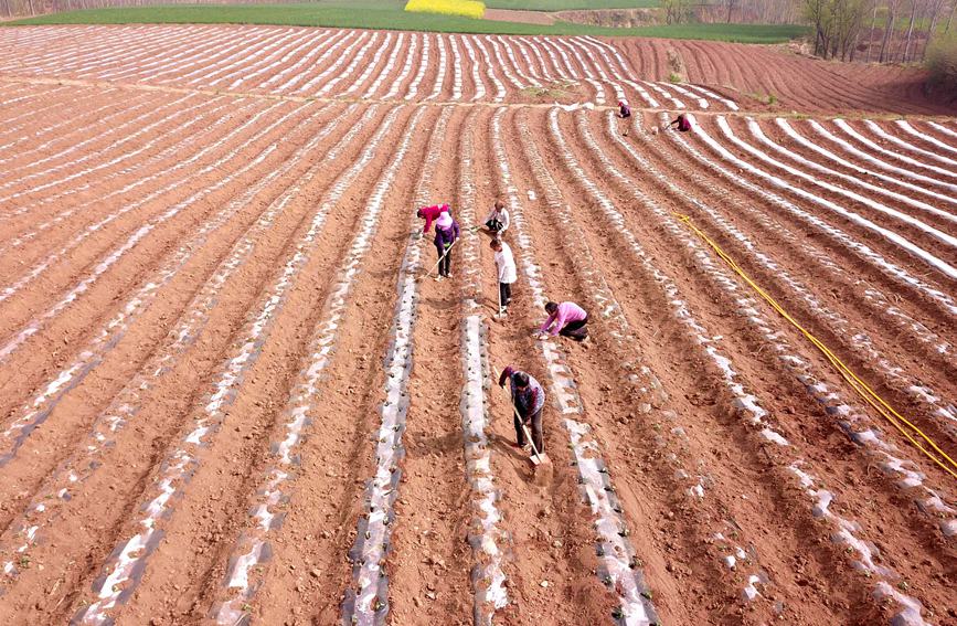 农民在农田辛勤劳作，种植金丝皇菊。康红军 摄