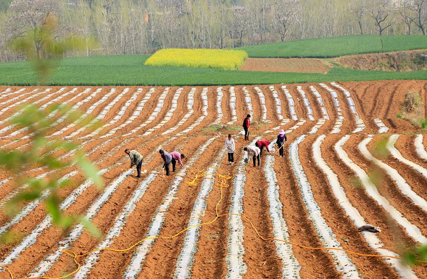 农民在农田辛勤劳作，种植金丝皇菊。康红军 摄
